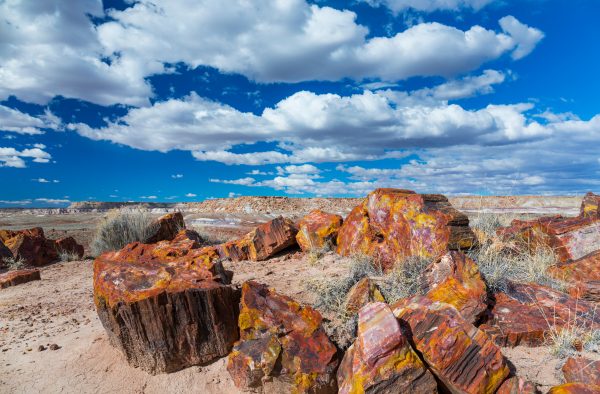 Visit the Petrified Forest National Park - nuCamp RV